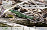 Die Zauneidechse...12 13 reptil des Jahres 2020 reptil des Jahres2020 Verbreitung in Deutschland Auch in Deutschland ist die Zauneidechse weit verbreitet, sie kommt in allen Bun-desländern