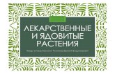 Лекарственные и ядовитые растения 6 классperspectiva-tomsk.ru/wp-content/uploads/2019/01/flora.pdf · •Ядовитые растения Томской