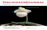 Journal Netnews 4 2orchideen-journal.de/permalink/SCHETTLER_DUCMINH_Paphiopedilu… · 2016 Publisher: V.D.O.F. Vereinigung Deutscher Orchideenfreunde e.V. Page 1 – 8 ISSN-Internet