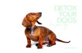 DETOX YOUR DOGS · Dog’s Detox® wurde entwickelt, um einen ganzheitlichen und nachhaltigen Beitrag zur Gesundheit unserer Tiere zu leisten. Denn mindestens so sehr wie wir …