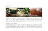 Informationen über die Vorträge - Faszination Orchideenfaszination-orchideen.ch/wp-content/uploads/2013/01/Portraits.pdf · Givaudan in Dübendorf. Schwerpunkte seiner Arbeiten