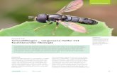 Schwebfliegen – vergessene Helfer mit faszinierender Ökologie€¦ · faszinierender Ökologie Schwebfliegen erbringen wichtige Leistungen, sowohl für uns Menschen als auch für