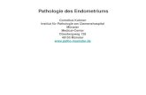 Pathologie des Endometriums - patho-muenster.de · 2. 69, XXX 3. 69, XYY 69, YYY ist nicht entwicklungsfähig. Gestationsbedingte Trophoblasterkrankungen Trophoblasttumoren und tumorartige