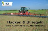 Hacken & Striegeln - ISIP€¦ · JKI-Langzeitversuch 2008-2015 : Fruchtfolge und Boden-Bearbeitung : Mechanisch vs. Chemisch • Wirkungsgrade geringer • Zeitfenster enger •