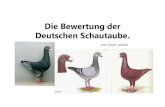 Die Bewertung der Deutschen Schautaube.€¦ · Die Form mit breiter und gewölbter Brust, kurz und gedrungen, wobei unter dem Flügelschild der Körper noch sichtbar sein sollte.