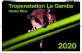 Tropenstation La Gamba Tropenstation La Gamba Costa Rica kalender_2020.indd 1 14.11.2019 11:51:02. Langhornbienen-M£¤nnchen