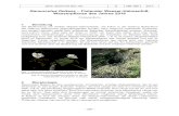 Buch, C.: Ranunculus fluitans - Flutender Wasser-Hahnenfuß ...€¦ · Ranunculus fluitans – Flutender Wasser-Hahnenfuß, Wasserpflanze des Jahres 2016 . CORINNE BUCH. 1 Einleitung