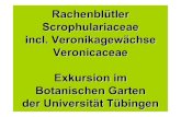 Rachenblütler Scrophulariaceae incl. Veronikagewächse ...dr-franz.oberwinkler.de/wp-content/uploads/Fam._Rachenbluetler... · Scrophulariaceae, Braunwurzgewächse, Rachenblütler.