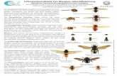 Informationsblatt zur Wespen-Identi˜zierungfrelonasiatique.mnhn.fr/wp-content/uploads/sites/10/2018/09/Wespe… · Bei Ausdruck im A4-Format sind die Insekten in Lebensgröße abgebildet.
