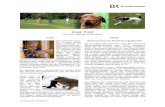 Unser Hund - BR€¦ · Unser Hund Film und Beitrag: Anita Bach Inhalt Kein anderes Haus-tier ist eine derart enge Bindung an den Menschen ein-gegangen und weist eine solche Vielzahl