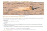 Robben fotografieren auf Helgoland - FOTONOMADEN.COM · 1 f/5,6, IS0 500, 1/320 Sek., 600 mm Reiseplanung Hamburg & Helgoland Ein Urlaub auf Helgoland läßt sich super mit einem