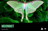 Moonmot - drive.simonpetermann.ch Portfolio 2019.pdf · Formen der Improvisation und die klangliche Erweiterung der Posaune durch elektronische Bearbeitung. Eine ausgedehnte Konzerttätig-keit