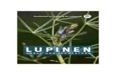 LUPINEN - ufop€¦ · In Mitteleuropa werden für die landwirtschaftliche Körnernutzung drei Lupinen-arten angebaut: die Gelbe Lupine (Lupinus luteus), die Weiße Lupine (Lupinus