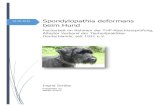 Spondylopathia deformans beim Hund€¦ · Jerry lebte jahrelang - teilweise tagelang in einem kleinen Verschlag eingesperrt - völlig verwahrlost in einem Schrebergarten neben einem