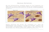 Morbus Alzheimer - jungundalt.at - Krankheit... · 2013. 5. 27. · - Progressive Paralyse - AIDS Nachdem die Alzheimer’sche Krankheit die häufigste Form demenzieller Erkrankungen