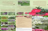 invasion Invasive plants threaten our environment and · invasive species listed in this brochure, both native species and non-native species that currently show no signs of becoming