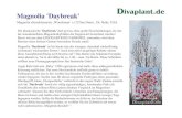 Magnolia 'Daybreak' - divaplant.comdivaplant.com/mediapool/62/623015/data/Magnolien_K-L/Daybreak_… · Magnolia ‘Daybreak ‘ ist in ihrer Jugendphase recht wüchsig und kann dabei