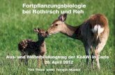 Fortpflanzungsbiologie bei Rothirsch und Reh · 4/28/2012  · Toni Theus prakt. Tierarzt Müstair . 1.Die Fortpflanzung beim Wild im Allgemeinen 2.Die Fortpflanzung beim Rothirsch