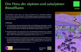 Die Flora der alpinen und subalpinen Rieselfluren€¦ · Das Sumpf-Herzblatt (Parnassia palustris) ist ein typischer Vertreter der Rieselfluren. Mit speziellen Blütenorganen täuscht