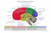 Gehirn - Gliederung und Regionen · den Truncus cerebri (Stammhirn, Hirnstamm) Pons und Cerebellum bilden zusammen das Metencephalon (Hinterhirn) L. temporalis (Schläfenlappen) L.