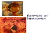 Escherichia coli - İstanbul Üniversitesicdn.istanbul.edu.tr/FileHandler2.ashx?f=03-koli... · Yumurta Sarı Kesesi Yangısı. Kabuk bulaşma yada göbek Kirli,çatlak,fumige . edilmemiş