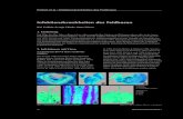 Frölich et al.: Infektionskrankheiten des Feldhasen · dehnte eitrige Bronchopneumonie und eine fibrinös-eitrige Pleuritis und Perikarditis festgestellt (Abb. 5). Die Pasteurellose