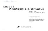 Atlas de anatomie a omului Ed de anatomie...Peretii trunchiului Cavitatea peritoneald Viscerele abdominale Viscerele abdominale (glandele anexe) Vasculariza!ia viscerelor abdominale