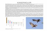 KAISERADLER · 2013. 1. 30. · bedeutende Rolle - besonders Verkehrs und Ernteopfer. In erster Linie werden kleine bis mittlere Säugetiere, Vögel und Reptilien erbeutet. In der