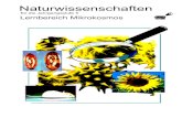 Naturwissenschaften - Gesamtschule Duisburg-Meiderich · 2013. 11. 27. · Auszug aus dem schulinternen Lehrplan der Gesamtschule Duisburg-Meiderich 5. J A H R G A N G 1. T h e m