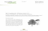 Die Vogelkirsche (Prunus avium L.) Praxis-Infoblatt zur ... · hängig vom BHD der Z-Bäume und sollten wegen des schnellen Jugendwachstums in jungen Beständen kürzer sein als in