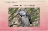 Kuckuck rot CH · 2015. 10. 17. · Der Kuckuck Name _____ Kuckuck_rot_CH 3 Beide, das Kuckuck Männchen und das Weibchen sind eher scheu und gehen den Menschen aus dem Weg. Deshalb