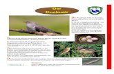 Der Kuckuck - DWV · 2018. 7. 10. · Der Kuckuck (cuculus canorus) ist ein „Brutschmarotzer“, der seine Eier ab Mitte Mai von Wirtsvögeln ausbrüten lässt. Er ist ein tagaktiver