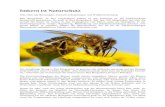 Imkern ist Naturschutz · 2020. 3. 3. · Imkern ist Naturschutz Infos über das Bienenjahr, Umweltveränderungen und Wildbienenrettung Bad Bergzabern. In den vergangenen Jahren ist