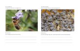 die Honigbiene die Bienenkönigin Honig·biene (Nomen)  Bienen…bruecken-bauen.org/.../bildwoerterbuch-bienen-19032016.pdf · 2016. 3. 21. · die Bienenwabe Bienen·wabe