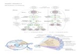 Genetik I (Genetics I) - uni-leipzig.de · Meiose Fertilisation 2n14c Interphase DNA-Replikation In/2c Meiose I Paarung homologer Chromosomen Trennung der homologen Chromosomen Meiose