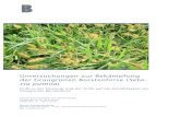 Untersuchungen zur Bekämpfung der Graugrünen Borstenhirse ... · Zweite Semesterarbeit von Adrian Kohler Vorgelegt bei Dr. Beat Reidy Zollikofen, 21. März 2018 Berner Fachhochschule