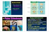 Deuterostomia - Kasetsart Universitypirun.ku.ac.th/~fscibtb/download/9-Echinodermata.pdf · 2010. 1. 26. · 1 Deuterostomia • Phylum Echinodermata – spiny skinned – water vascular