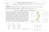 Anatomie Muskel und Gelenke - WordPress.com · 2011. 12. 13. · 4 Muskeln Alle Bewegungen gründen auf das Zusammenspiel von Nervensystem und Muskulatur . Die ca. 600 Ske-lettmuskeln