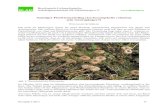 Samtiger Flechtennabeling (Lichenomphalia velutina (ein ... · Bryologisch-Lichenologische Arbeitsgemeinschaft für Mitteleuropa e.V. Herzogiella 4 (2017) 45 Samtiger Flechtennabeling