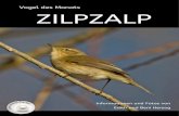 Vogel des Monats ZILPZALP · 2020. 6. 17. · Seine Gesangsstrophe – zilp-zalp-zilp-zilp-zalp-zilp-zalp – gab dem Vogel seinen Namen. In der Schweiz wird er auch als „Münzzähler“