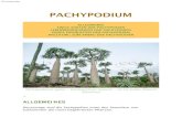 PACHYPODIUM - Baobabs · 2014. 1. 10. · Pachypodium rosulatum, Pachypodium gracilius, Pachypodium cactipes, Pachypodium bicolor, Pachypodium eburneum, Pachypodium inopinatum, Pachypodium