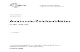 Anatomie-Zeichenblätter · 2021. 1. 24. · Anatomie-Zeichenblätter für den Unterricht 11. Auﬂ age 4. Auﬂ age VERLAG EUROPA-LEHRMITTEL · Nourney, Vollmer GmbH & Co. KG Düsselberger