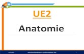 Anatomie · 2019. 3. 18. · Anatomie 13/11/2018 ASSOCIATION ANGEVINE DU TUTORAT PLURIPASS -2ATP 1 UE2. 1. LE SYSTÈME ... Structure musculaire 13/11/2018 ASSOCIATION ANGEVINE DU
