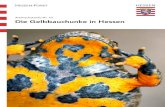 Artenschutzinfo Nr. 10 Die Gelbbauchunke in Hessen · 2016. 5. 24. · breitet, während sie in Nord- und Ost-deutschland weitgehend fehlt. Hessen liegt hier im Bereich des nördlichen