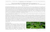 Das Scharfkraut (Asperugo procumbens L.), eine ... · die Nördliche Frankenalb war es vor allem Erich Walter, der die Balmen genauer unter-suchte (Walter 1998). Im Rahmen eines Glücksspirale-Projektes