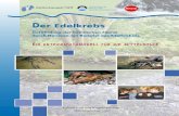 Der Edelkrebs · 2020. 1. 6. · Lehrerheft mit Kopiervorlagen (Downloadversion) Vereinigung Deutscher Gewässerschutz e.V. Edelkrebsprojekt NRW Der Edelkrebs Gefährdung der heimischen
