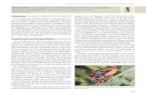 Weichkäfer (Coleoptera: Cantharoidea: Drilidae, Lampyridae, Lycidae… · 2017. 6. 30. · Lycidae, Omalisidae) Bestandssituation. 2. Fassung, Stand: Juli 2013 Werner Witsack Zur