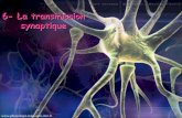6- La transmission synaptiquestaps.toile-libre.org/Semestre%202/Unit%E9%203/Anatomie%20... · Exemple d’une synapse excitatrice Ö. La fixation du neurotransmetteur sur le récepteur