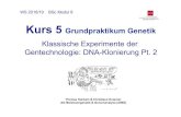 Kurs 5 Grundpraktikum Genetik - uni-mainz.de...Kurs 5 Grundpraktikum Genetik Klassische Experimente der Gentechnologie: DNA-Klonierung Pt. 2 Thomas Hankeln & Christiane Kraemer AG