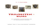 Trilobiten – Kurs - tu-freiberg.detu-freiberg.de/sites/default/files/media/palaeontologie...Systematische Gliederung in acht Ordnungen: 1. Ordnung: Agnostida Kleinwüchsige Trilobiten